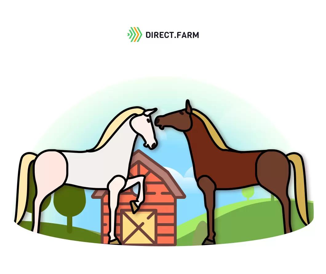 Почему кобыла не подпускает жеребца?