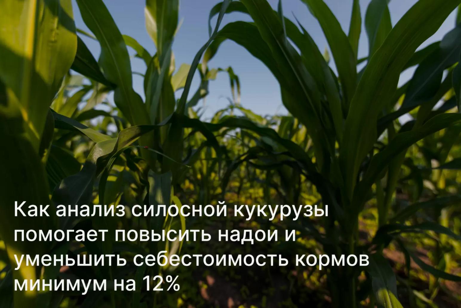 Как увеличить надои за счет качественного силоса