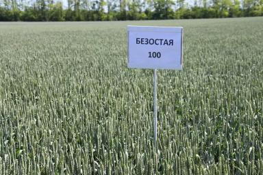 Безостая 100  сорт мягкой озимой пшеницы