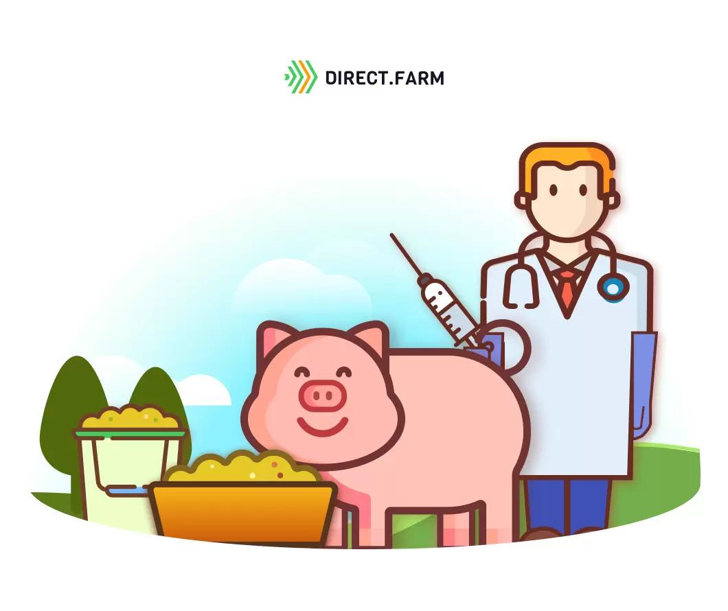 Протокол кормления свиноматок после отъема на участке осеменения