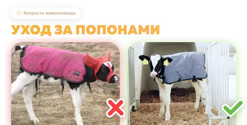 Рекомендации по уходу за попонами для телят после сезона эксплуатации