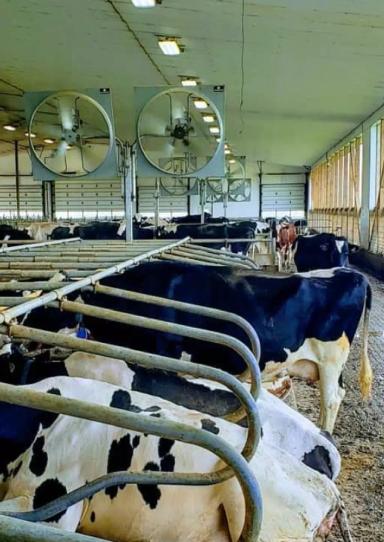 Правильная стратегия охлаждения коров при тепловом стрессе=профилактика хромоты!