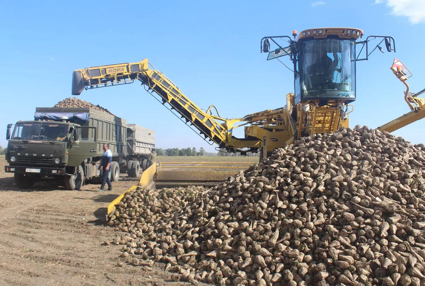 Погрузчики-очистители сахарной свеклы: ROPA euro-Maus 4 и Holmer Terra Felis 3