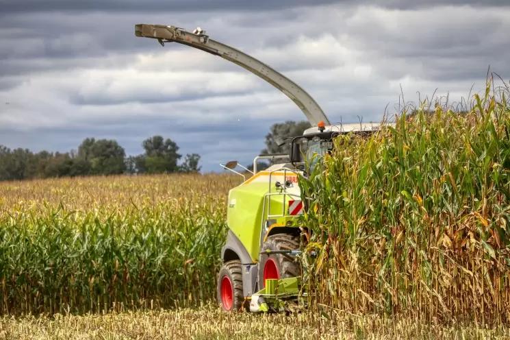 Strategie Grains: засуха угрожает урожаю кукурузы в Европе