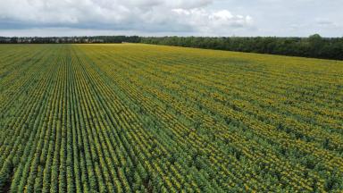 Нефть гибрид подсолнечника