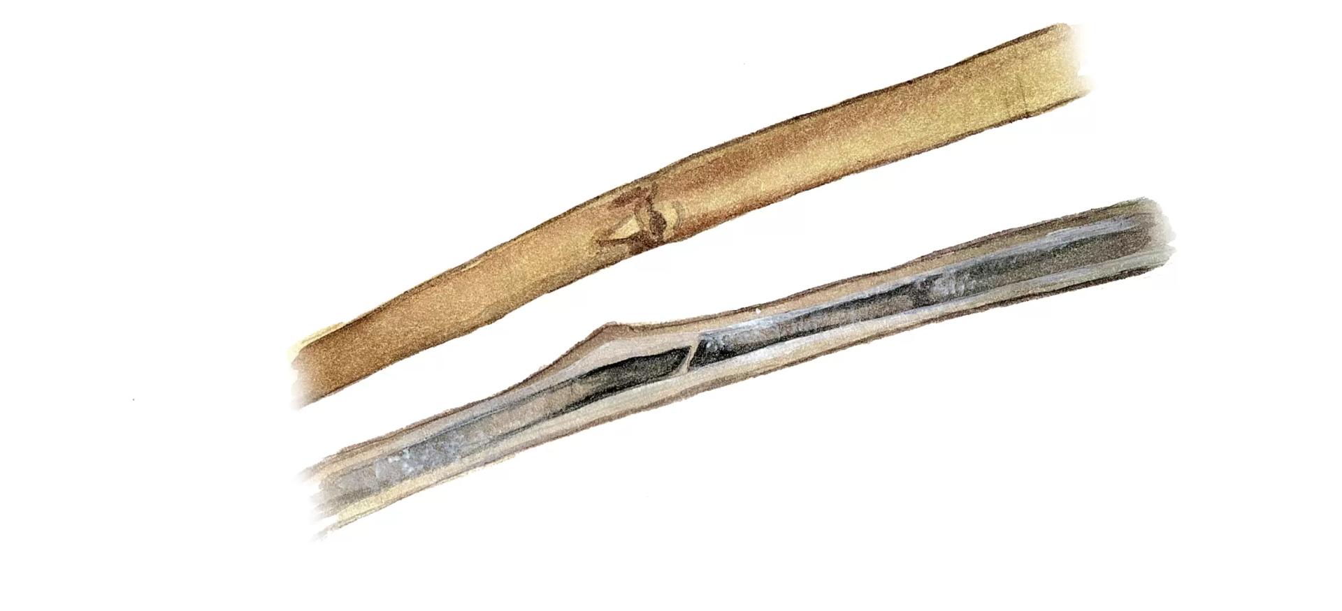 Фузариозное увядание рапса