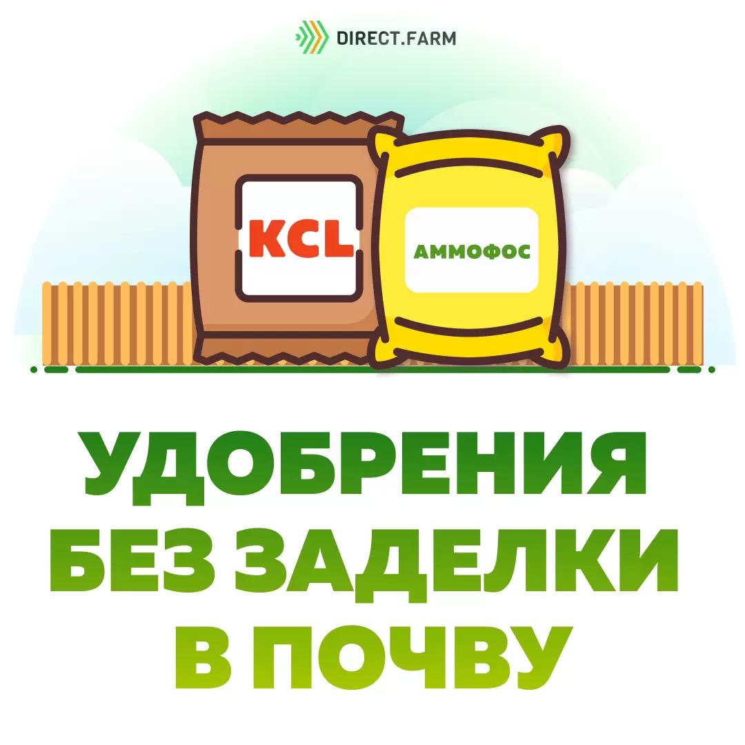 Аммофос и хлористый калий без заделки в почву
