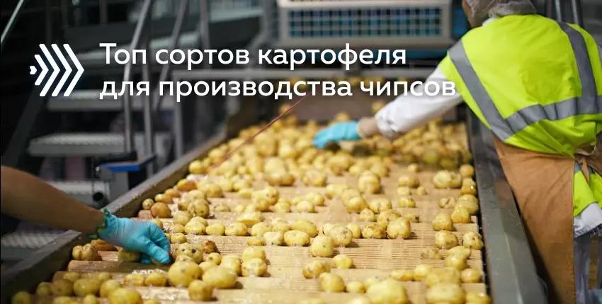 Топ сортов картофеля для производства чипсов 2021-2022 гг.