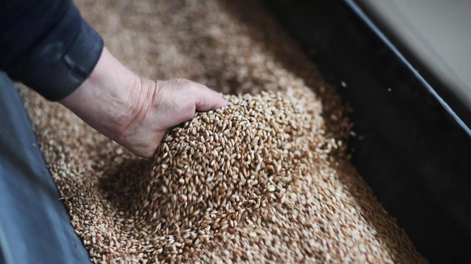 Экспортная пошлина на пшеницу из России с 17 августа снизится до 5 018,1 руб/т