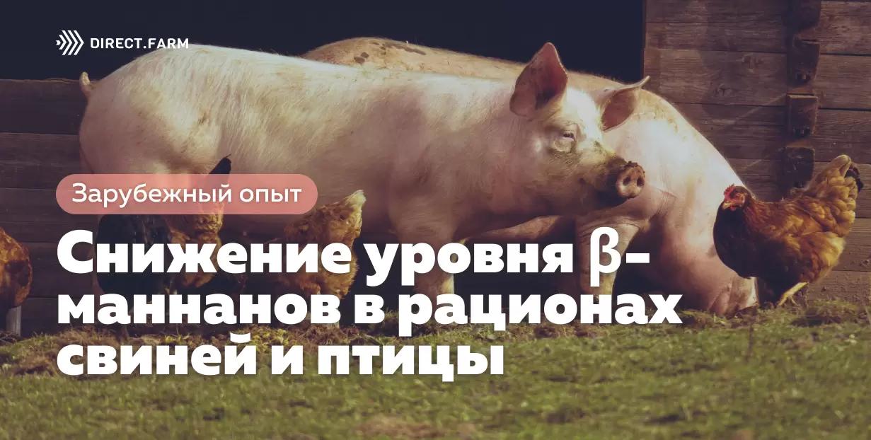 Снижение уровня β-маннанов в рационах свиней и птицы