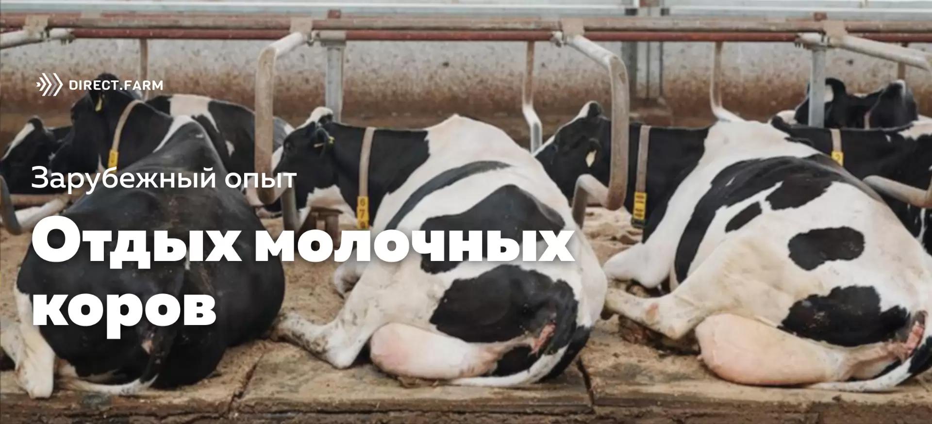 Новые исследования отдыха молочных коров