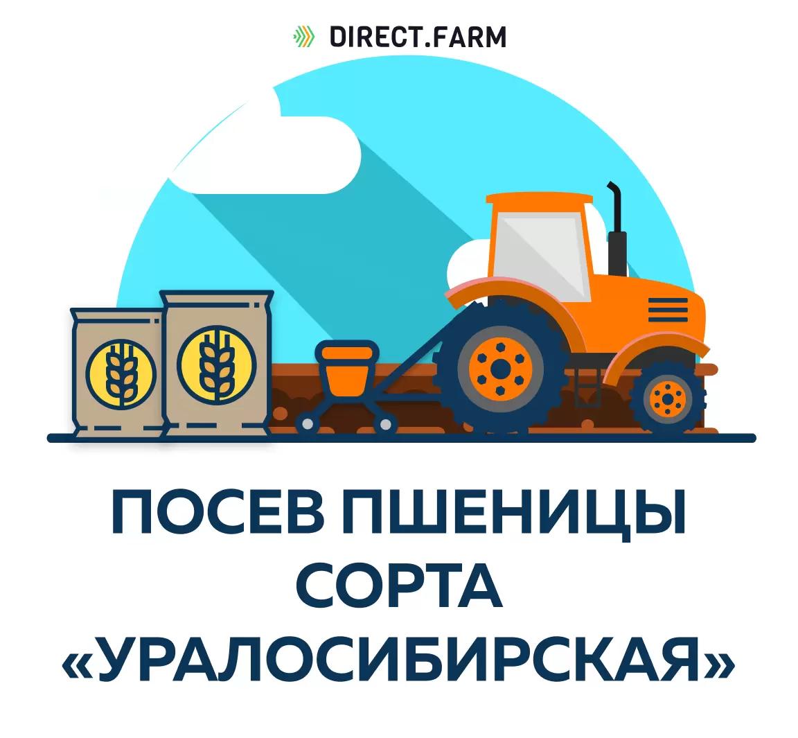 Как правильно посеять сорт "Уралосибирская"?