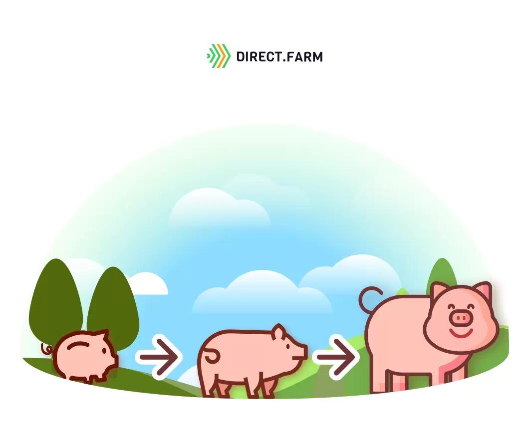 Обслуживание поросят на участке выращивания и откорма