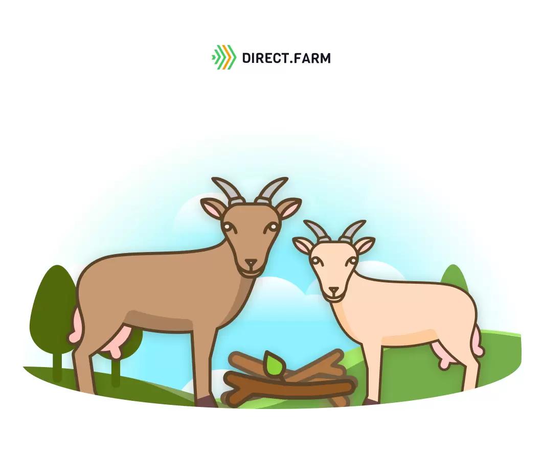 Стоит ли использовать ветки как грубый корм для коз?