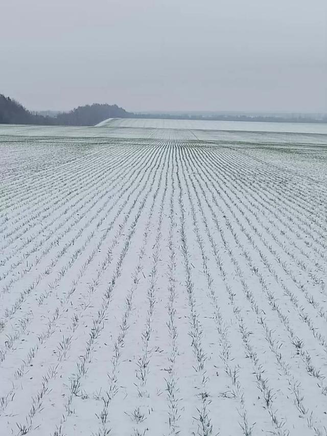 Статья,мнение кандидата с.х наук Украины, по подкормки озимых культур.
