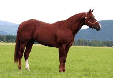 Кватерхорс (четвертьмильная лошадь) – порода лошадей