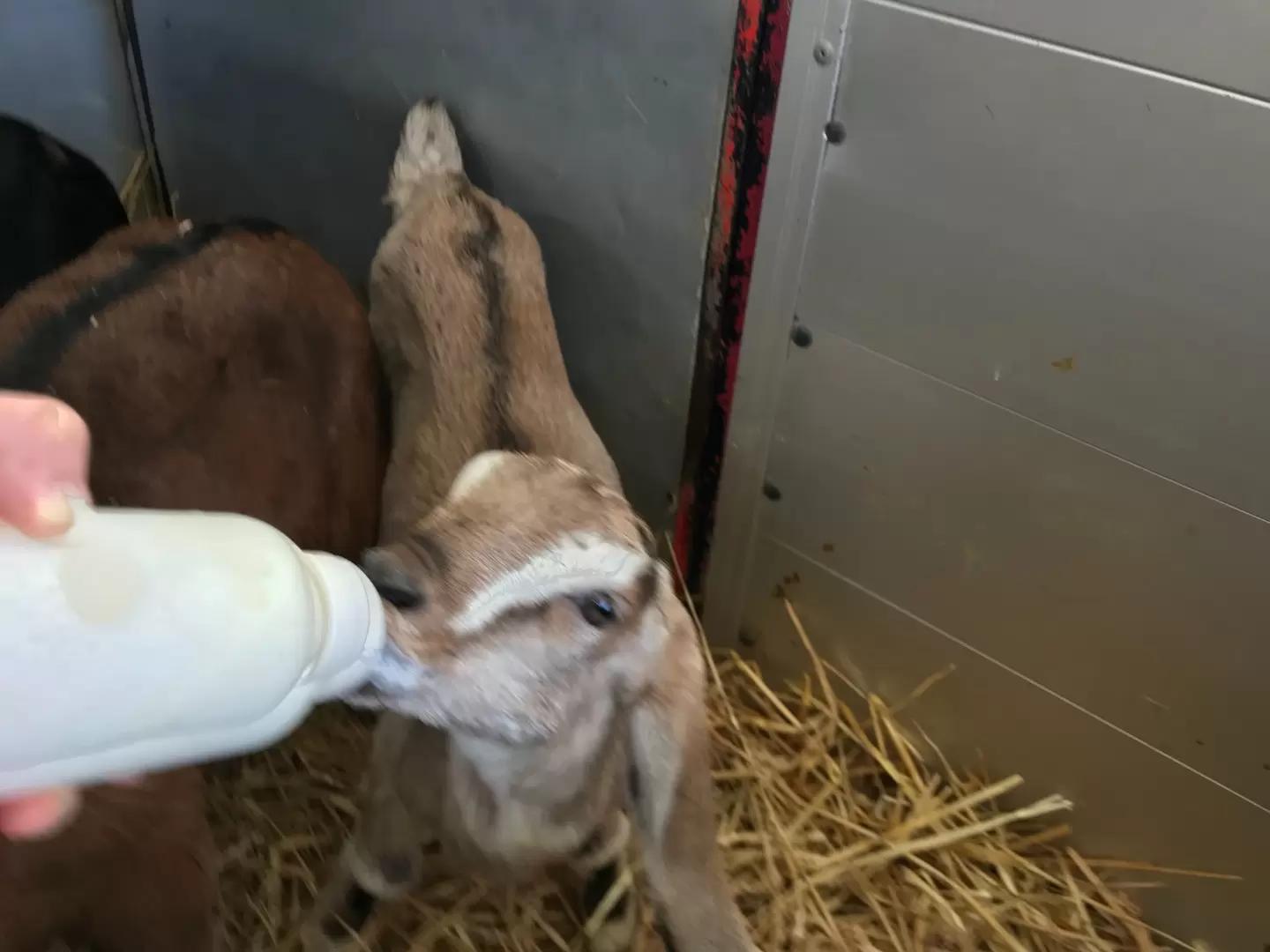Выпойка козлят#. Ошибка № 1: выпойка из миски.