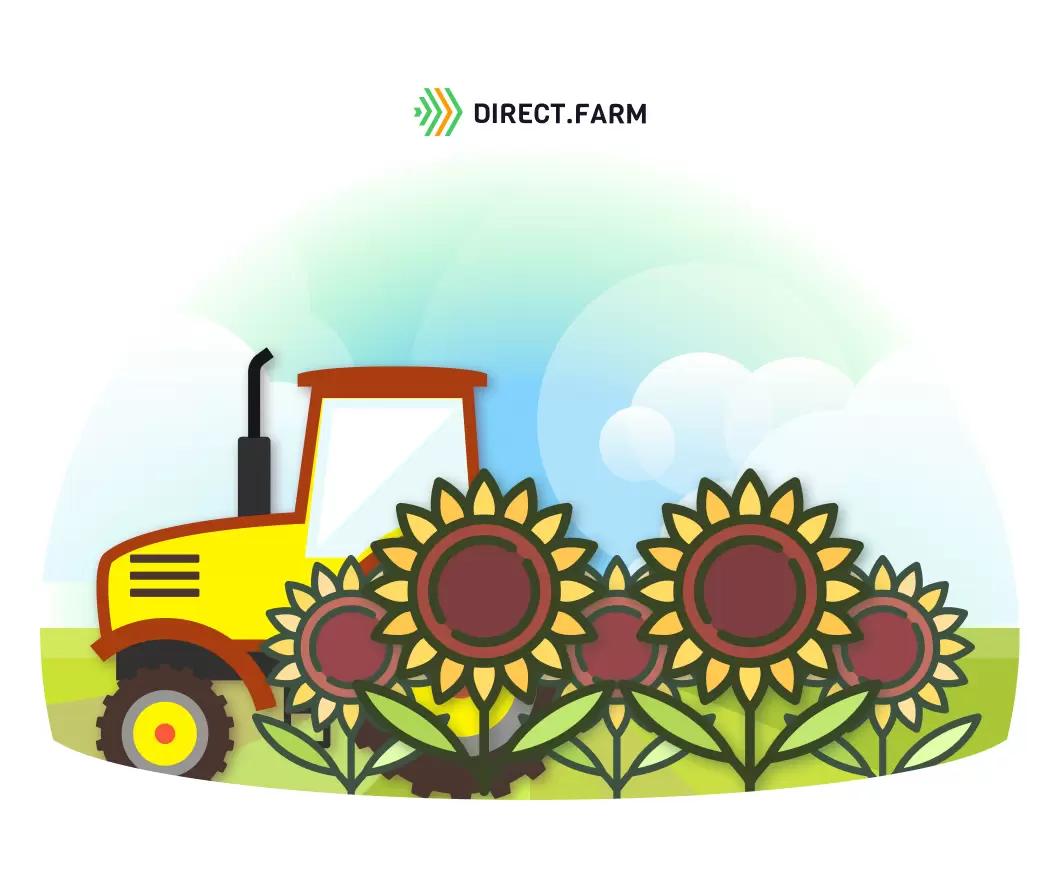 Технология возделывания кондитерского подсолнечника