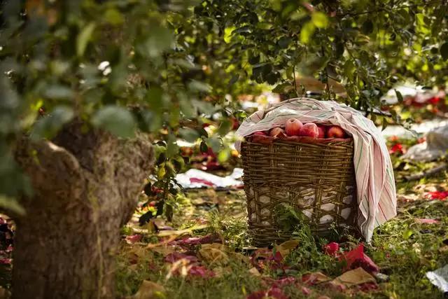 Корморан® - новое слово в защите яблони