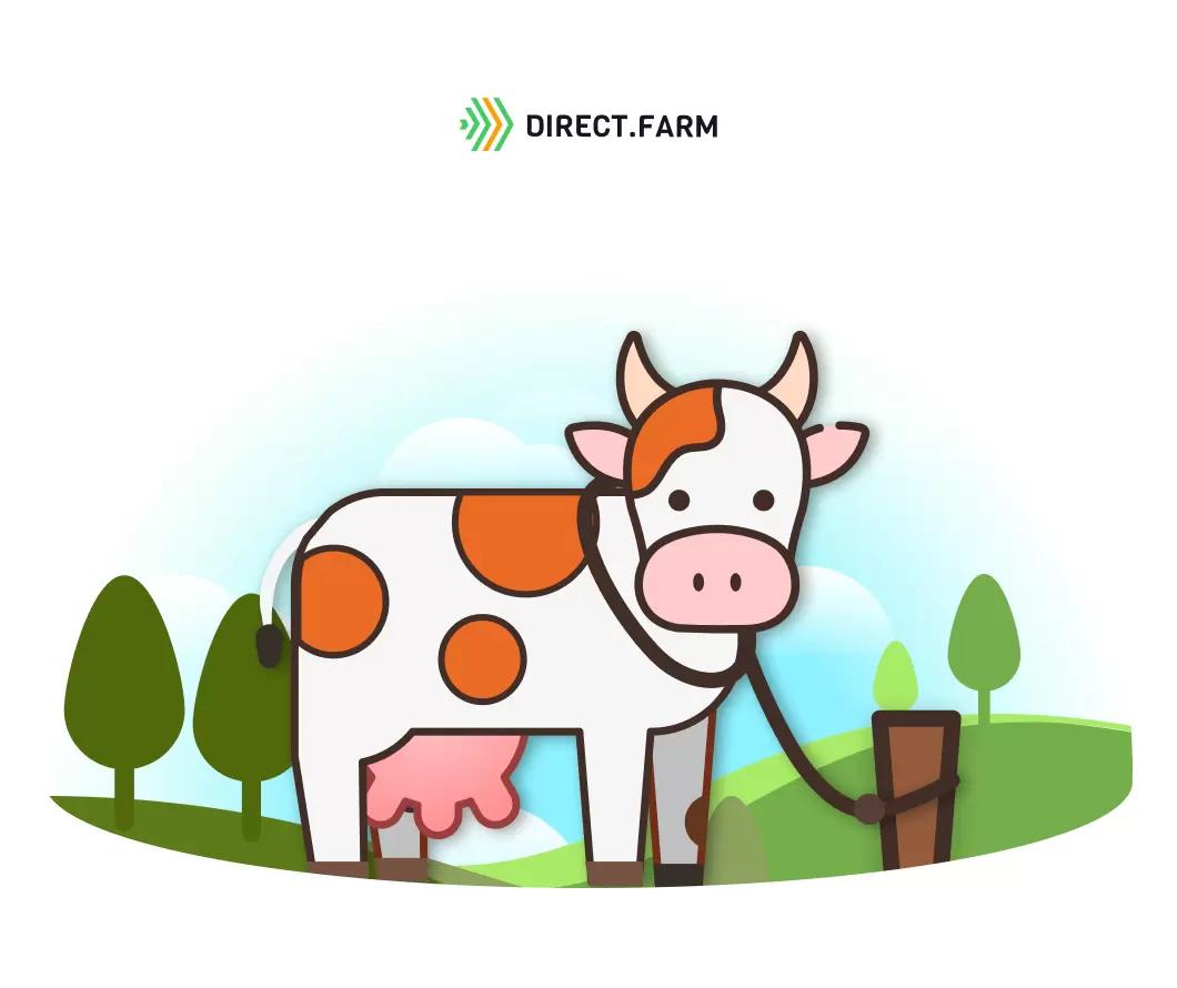 Как содержать молочных коров: привязно или беспривязно?