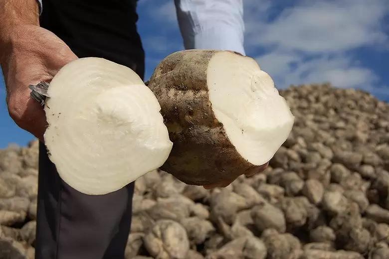 Новый свеклосахарный сезон ожидается лучше предыдущего