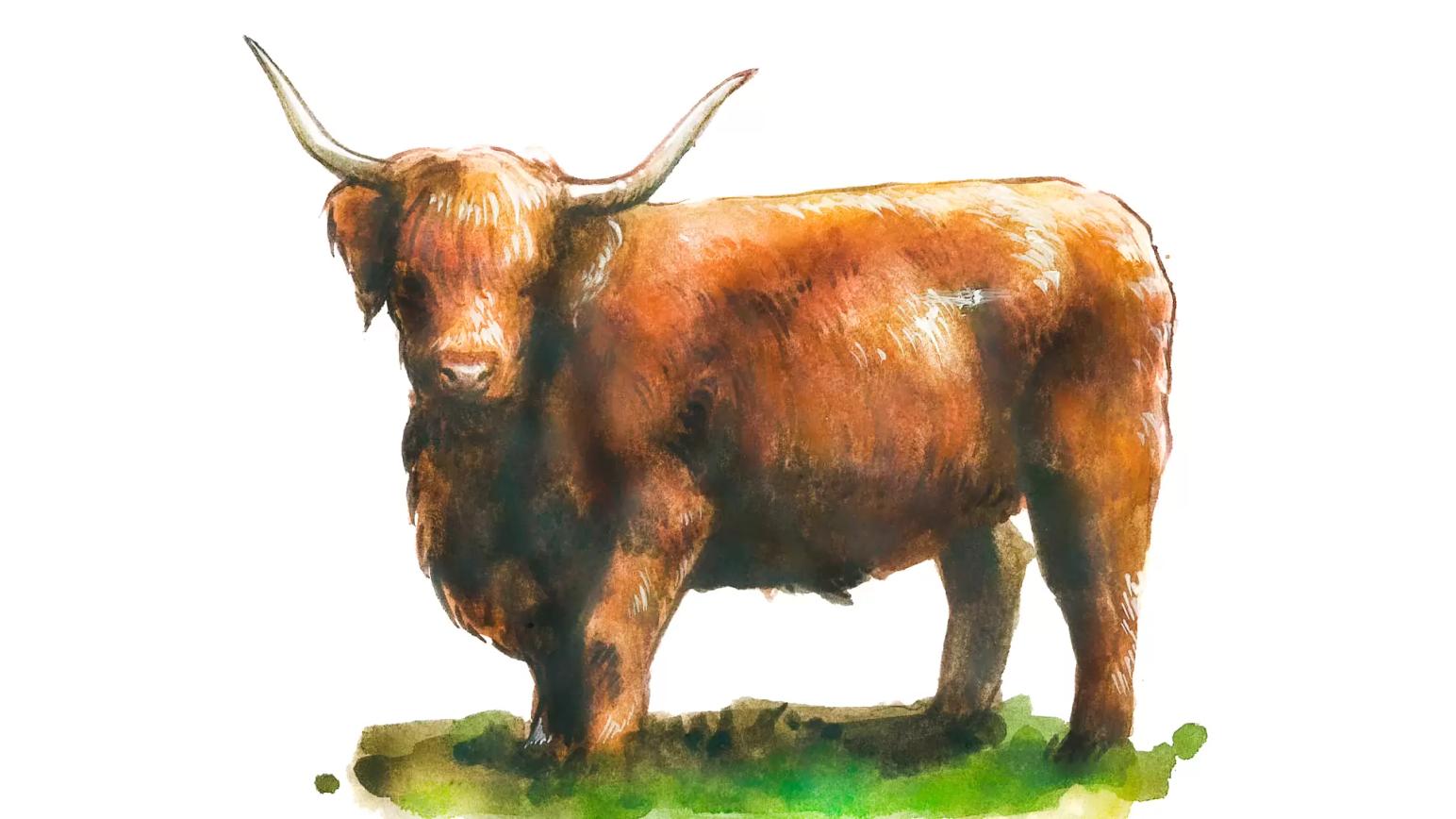 Порода коров хайленд