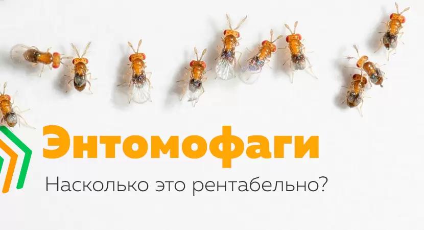 Энтомофаги – ключ к беспестицидному производству