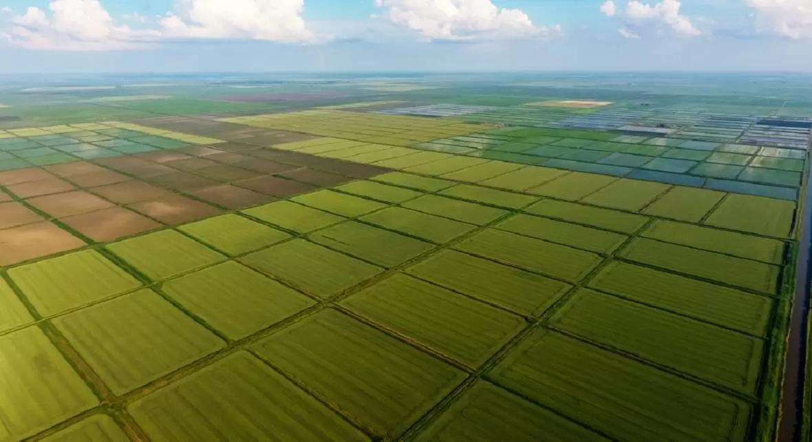 Минсельхоз может продлить в следующем году ограничения на экспорт риса