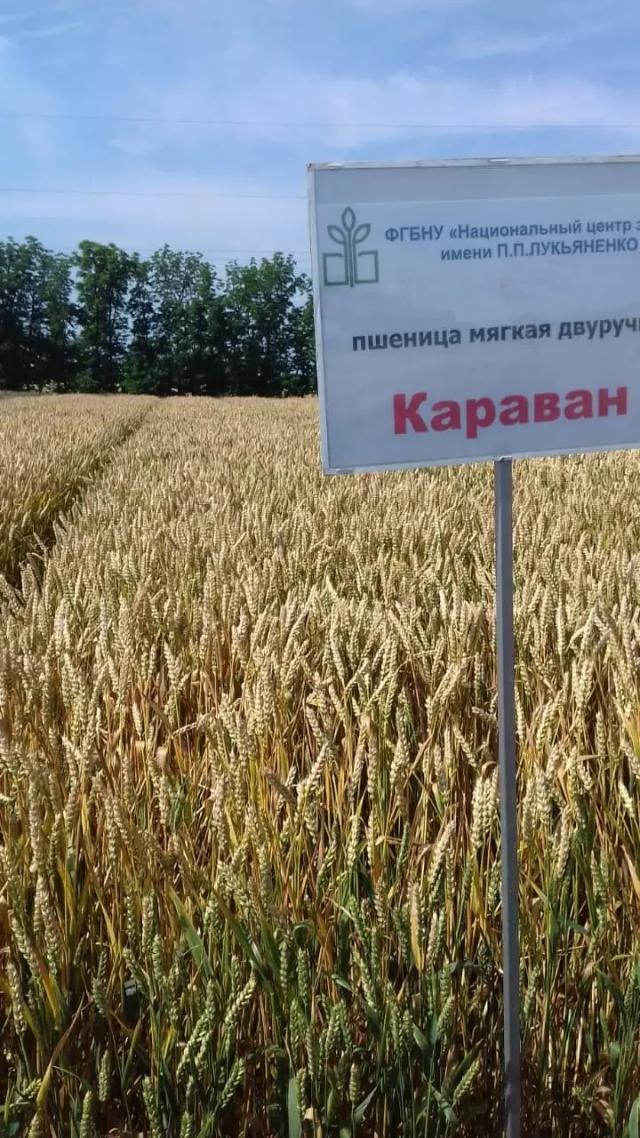Двуручки - сорта пшеницы НЦЗ им. П.П.Лукьяненко