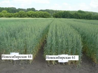 Сибирские селекционеры вывели новые сорта яровой пшеницы