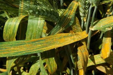 Симптомы и лечение желтой ржавчины у пшеницы