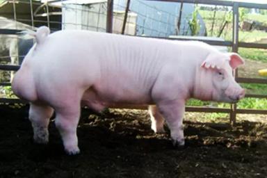 Честерская белая порода свиней