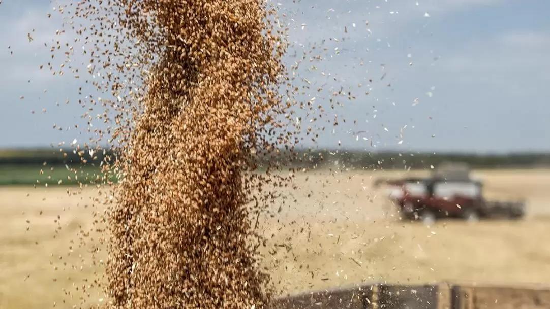 Экспорт мягкой пшеницы из ЕС в сезоне 2022/23 вырос на 10%