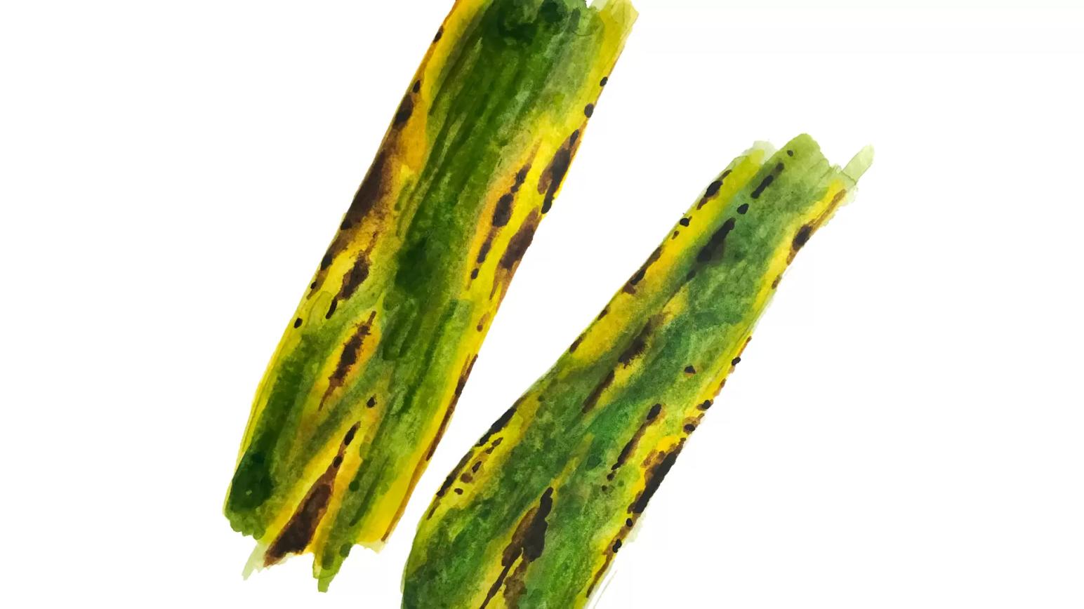 Сетчатая пятнистость ячменя