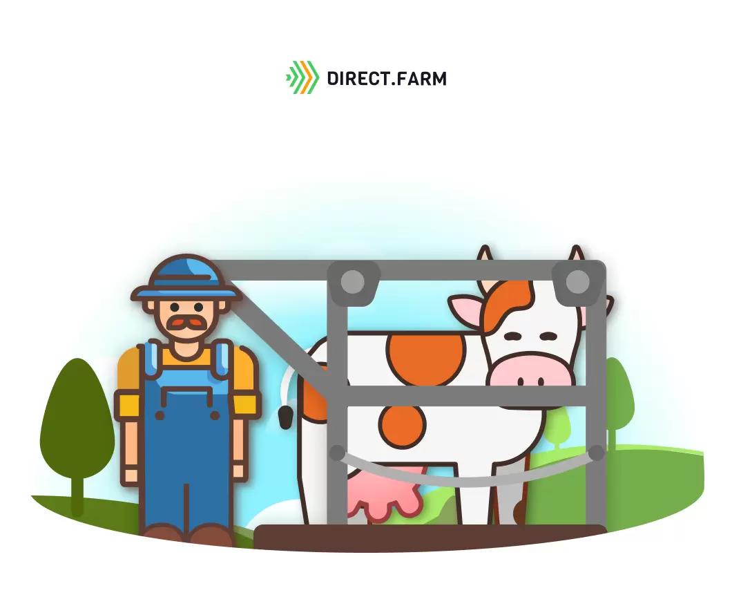 Как организовать обрезку копыт у коров на крупном молочном комплексе?