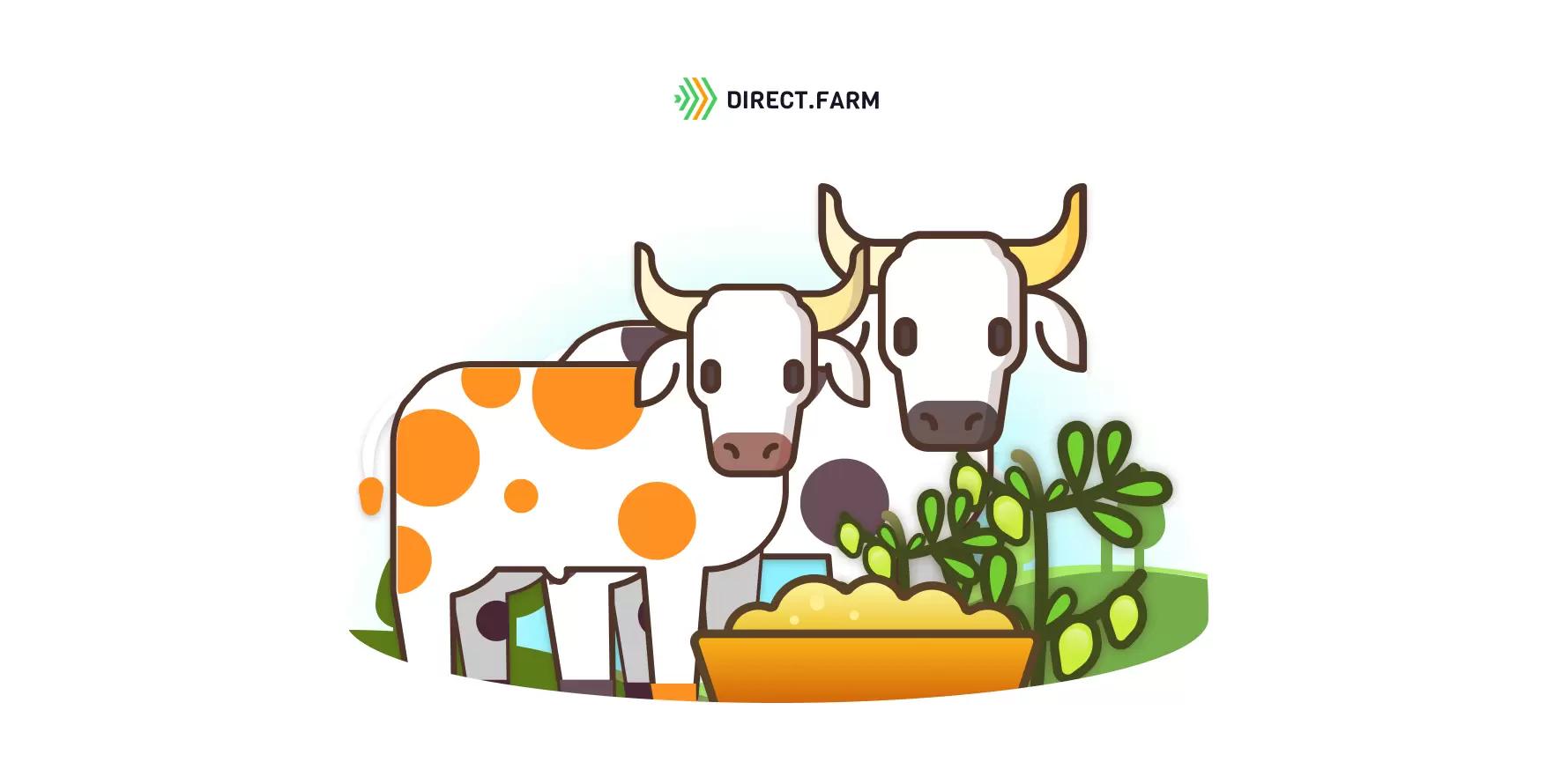 Чечевица в кормлении мясного КРС