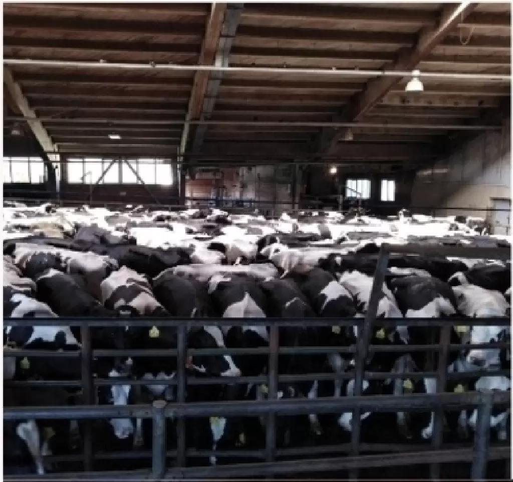 Правильная стратегия охлаждения коров при тепловом стрессе=профилактика хромоты!