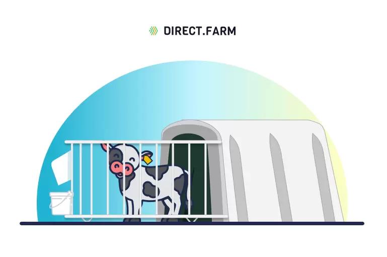 Как организовать содержание телят в индивидуальных домиках?