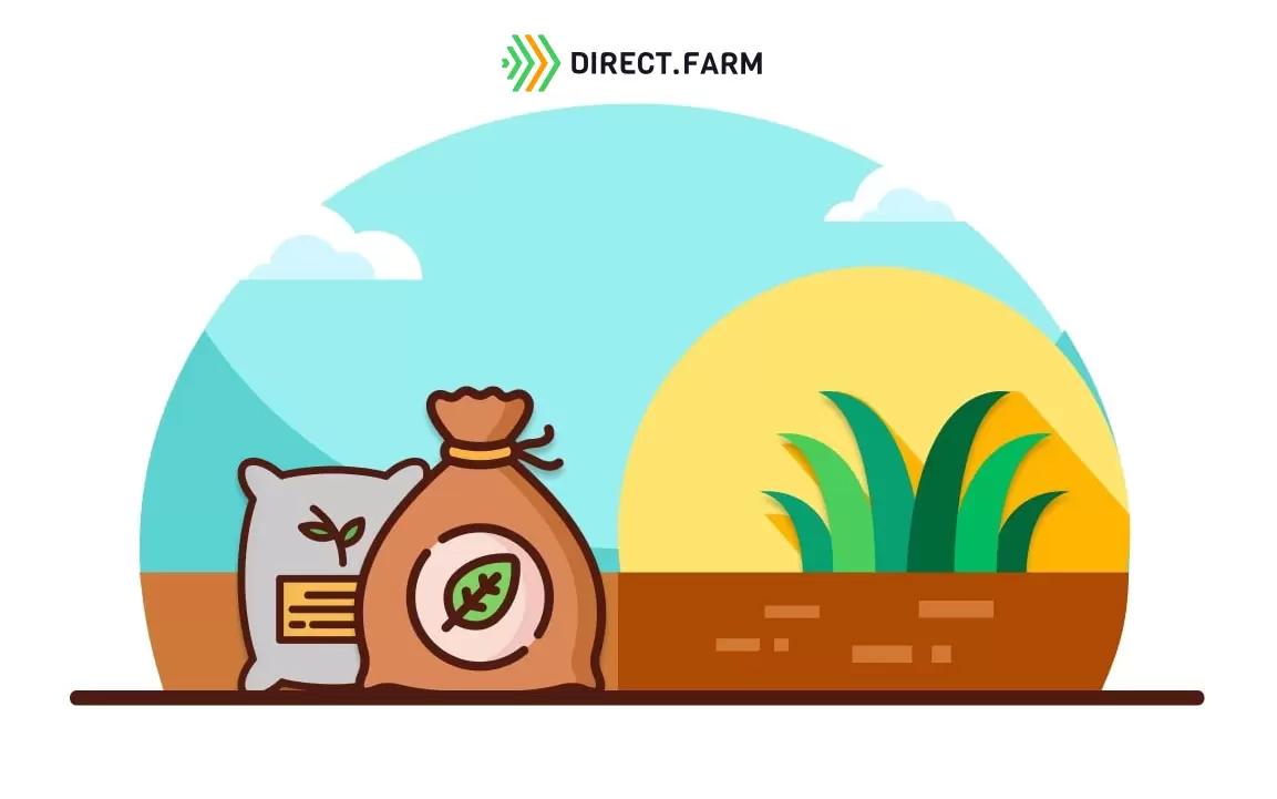 Можно ли сеять кукурузу и сою?