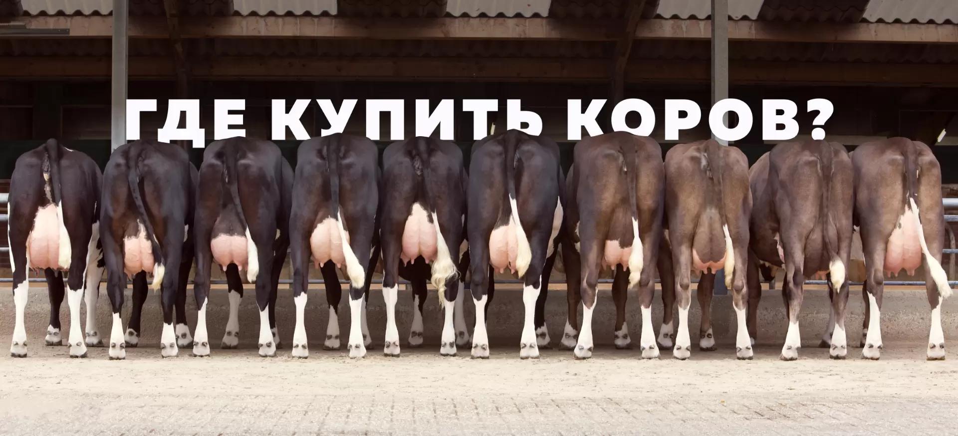 Где получить оперативную информацию о наличии КРС для приобретения?