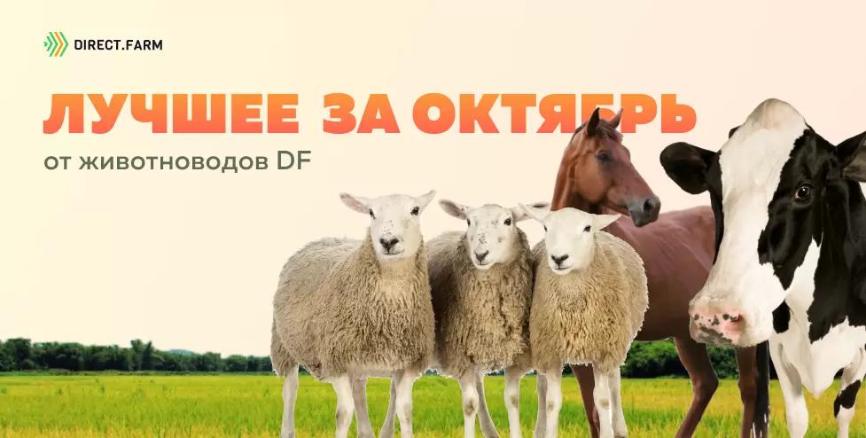 ТОП-10 статей от животноводов DF за октябрь