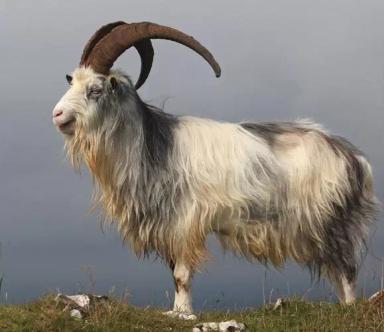 Датский ландрас - порода коз