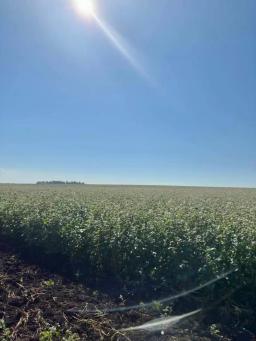 Продам земли С/Х назначения 1200 га в собственности!!!