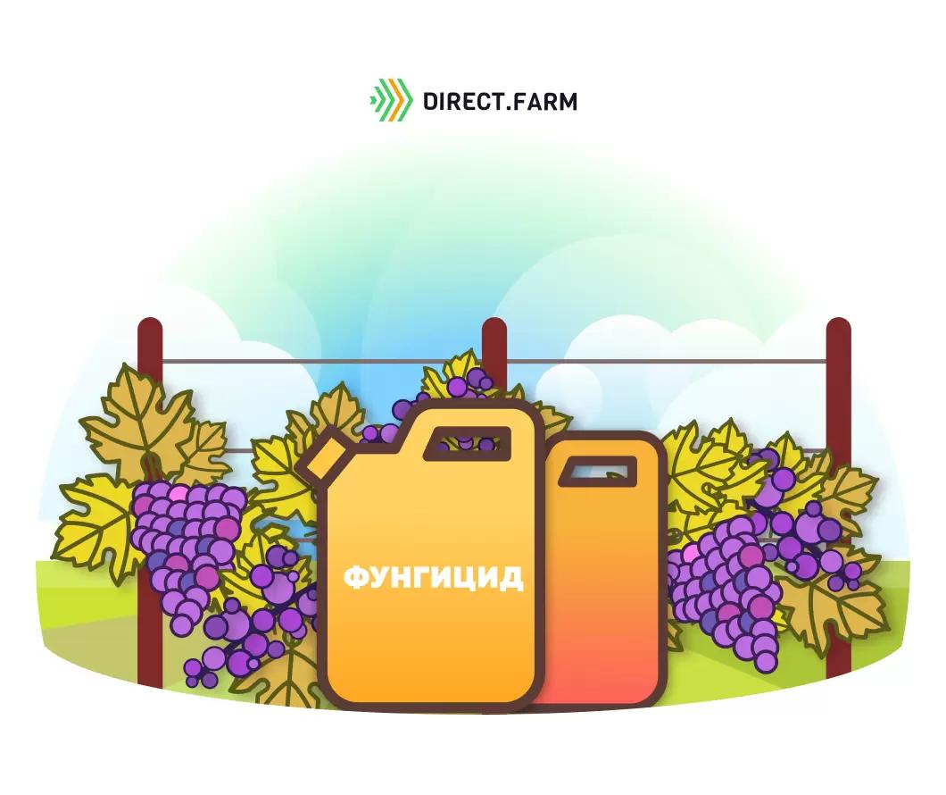 Защита винограда от милдью