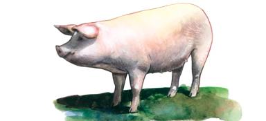 Чешская улучшенная белая порода свиней