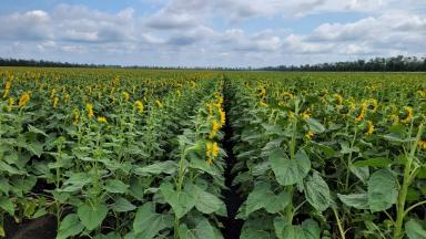 Фортуна гибрид подсолнечника