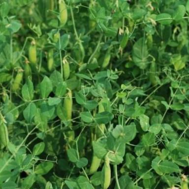 Семена горох посевной Саламанка