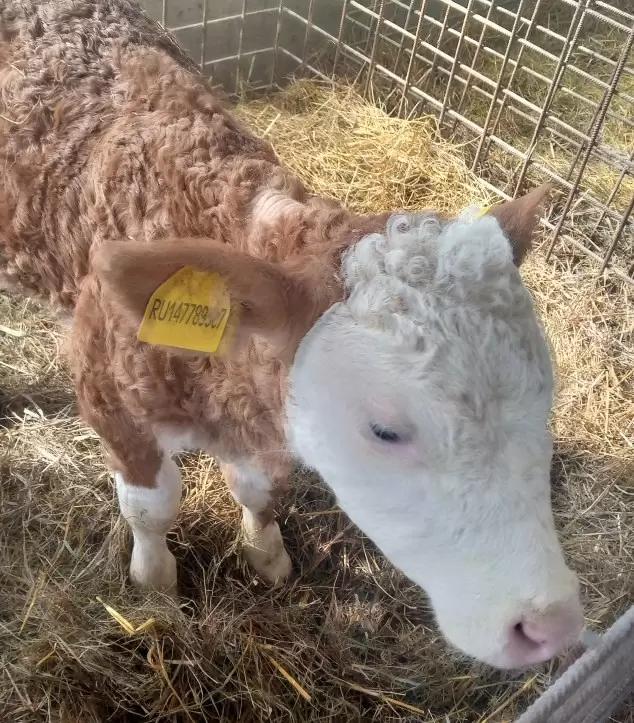 Работа в животноводческом хозяйстве Орловской области. Внедрение кормовых