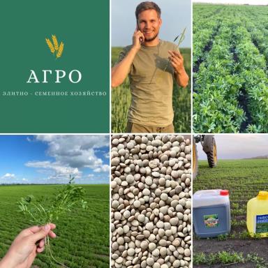 Семена зеленой чечевицы сорт Донская