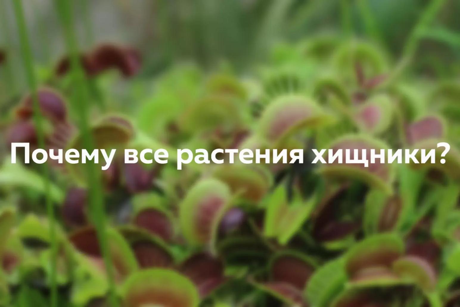 Ризофагия. Что это такое и почему аграриям важно знать об этом процессе?